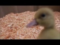 Buff Ducklings