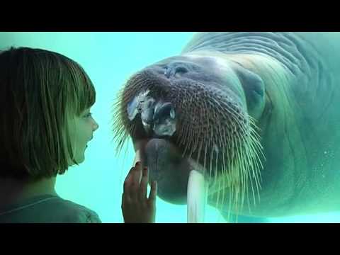 Walrus keeps throwing up fish