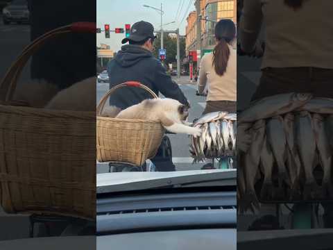 Seja honesto se vc riu 🤣 se inscreve para fortalecer o canal 🙏🏾