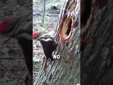 This is Why Woodpeckers Enjoy Pecking Trees