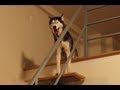 Mishka Escapes to a Loft in New York City! 