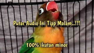 Download lagu Banyak Yg Jadi Minor Karena Masteran Lovebird Konslet Juara Nasional Ini.. Buktikan sendiri mp3