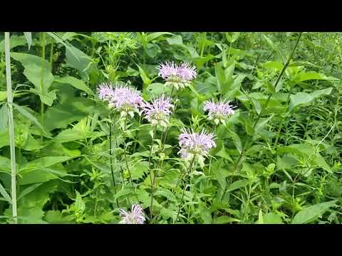 How We Manage Our Native Plantings: Part 2