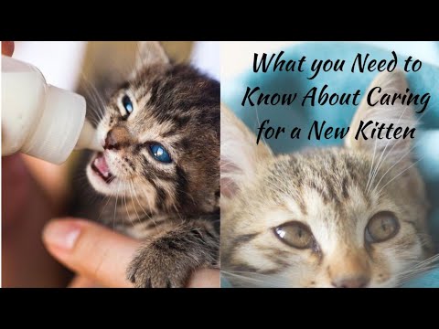 What do you feed a baby cat???Cat feeding guide by age|| Baby cats