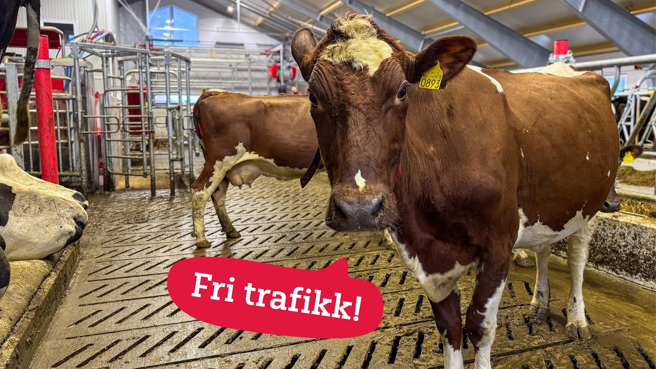 Fri kutrafikk: Suksessformelen for moderne melkekufjøs