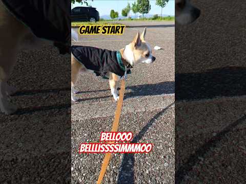 Elvis #chihuahua #cute #cutepuppy #puppy #doglover #pets #mattieninna #alyssa #music #elvismusic