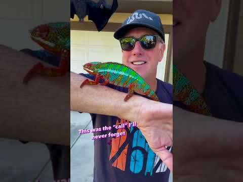 Lizard crown: When your head becomes a reptilian throne #lizard #reptile #reptiles