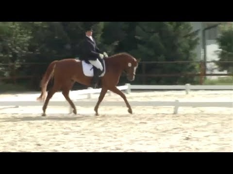 Die Dressurpferdeprüfung - Eine Prüfung für junge Pferde