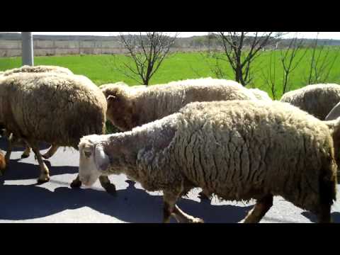 Sheep in Croatia