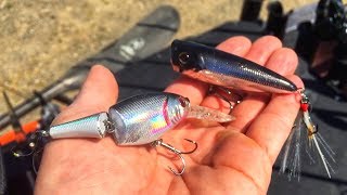Shad style baits for TANKS
