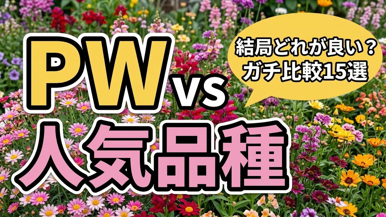 マーガレットが苦手でした。園芸店で一目惚れしたPWと人気品種15選をガチ比較！【ガーデニング】