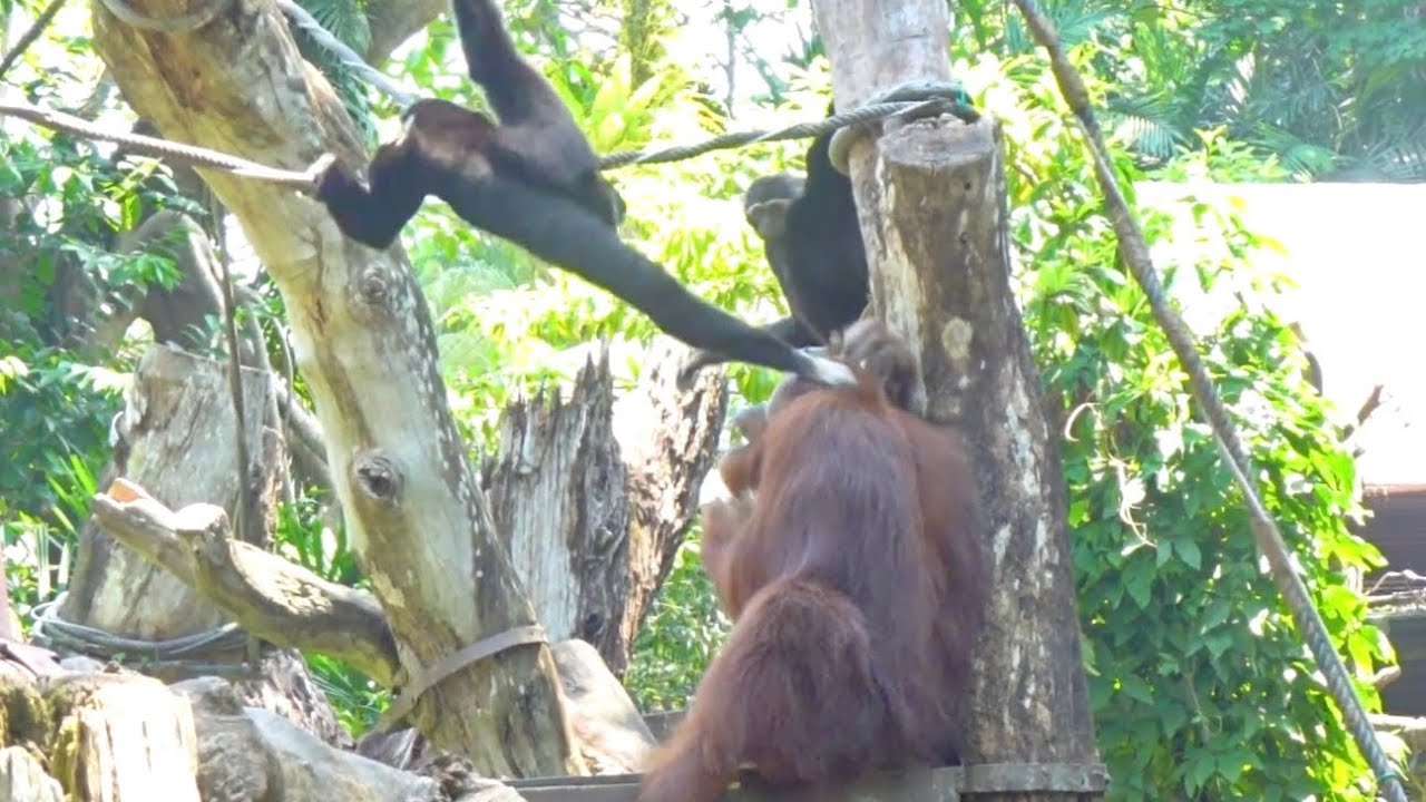 Orangutan Bino Teased by Two Black Gibbons / 2匹の黒ザルにからかわれるオランウータンのビノ