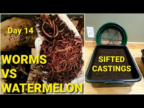 Red Wiggler Worms VS Watermelon | Worm Castings Sifted And Bin Completed | Day 14 | Vermicomposting