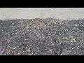 Active Ant Nest Discovered at Business in Helmetta, NJ