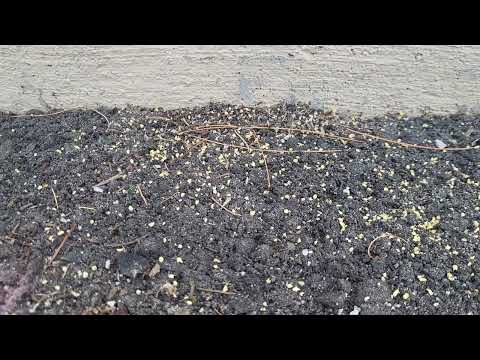Active Ant Nest Discovered at Business in Helmetta, NJ