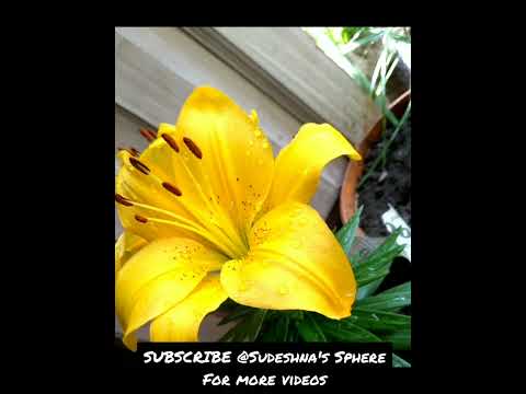 Yellow lily/Golden matrix!😍🌼Lucky for home!#Gardening#Flowers#Lily#Yellowlily#Sudeshna'ssphere