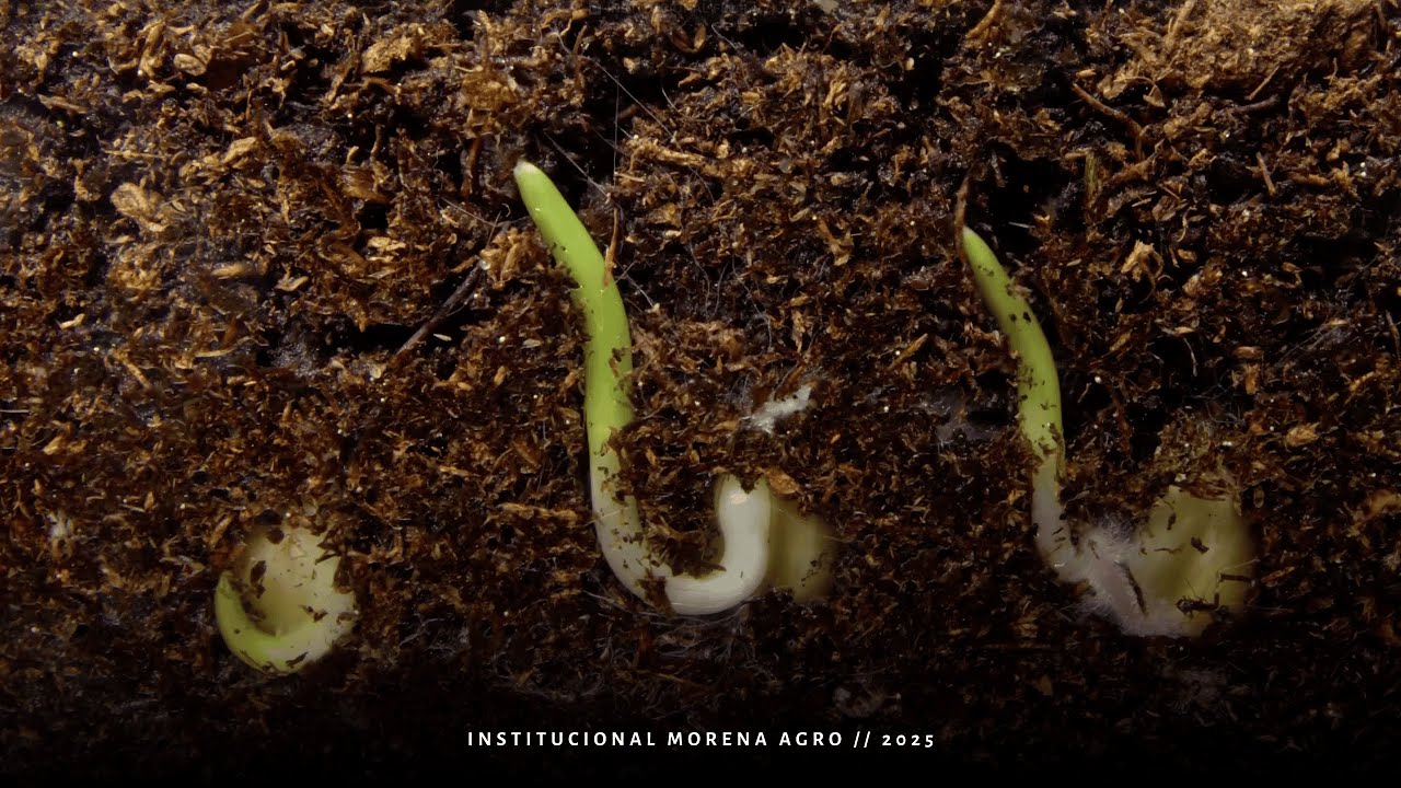Morena Agro | Institucional 2025 | Regenerar, Inovar, Transformar