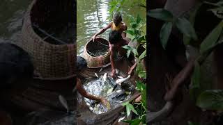 Sampling Fishes at chatkhil, noakhali, Bangladesh.