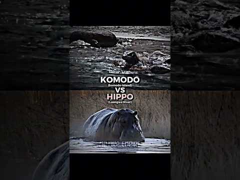 Komodo vs Hippo #shorts #trending #fight #animals