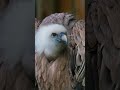 Shorts Vulture Griffon Vulture Bird