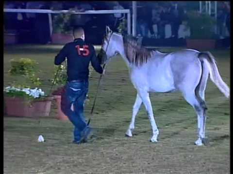 15 Nibras Class 2 colts 6th Late Sh Faisal National Arabian Horse Show Bahrain 2014