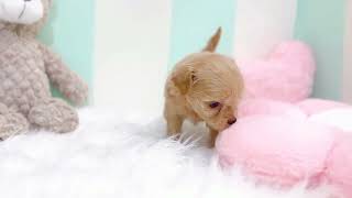 ハーフ犬の動画01