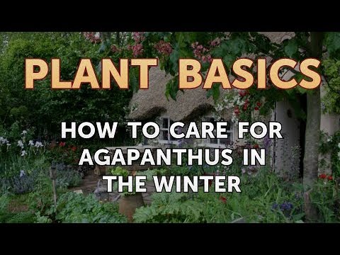 How to Dry an Overwatered Plant