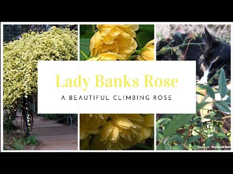 How To Plant A Lady Banks Climbing Rose 💚 Gardening Tips