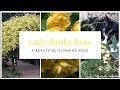 How To Plant A Lady Banks Climbing Rose Gardening Tips