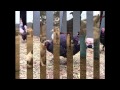 Rocky Ridge Rescue Donate Here Www Rockyridgerescue Org