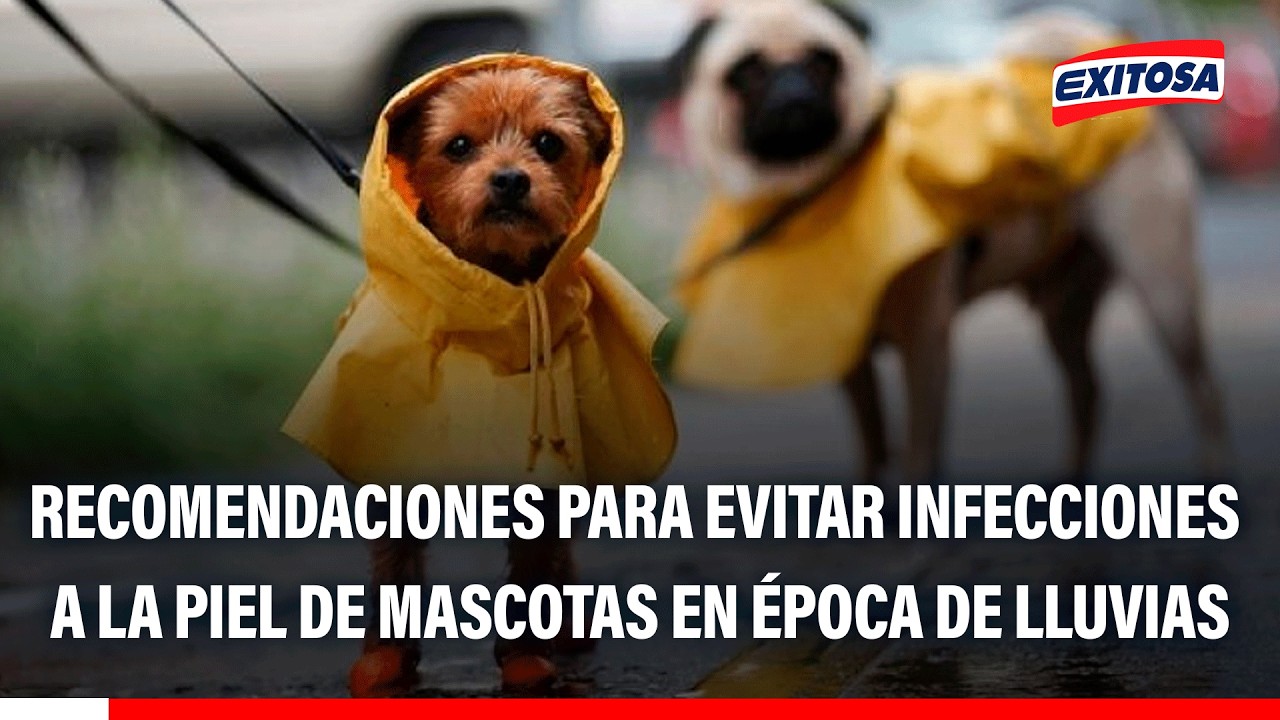 🔴🔵Secado de la piel de mascotas es necesario para evitar infecciones, recomienda veterinaria