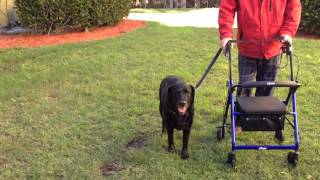Stop Pulling - Labrador Retriever - Dog Training of Fort Myers - Patrick Logue