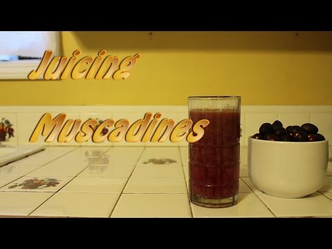 download lagu mp3 mp4 How To Get Juice From Muscadines, download lagu How To Get Juice From Muscadines gratis, unduh video klip How To Get Juice From Muscadines