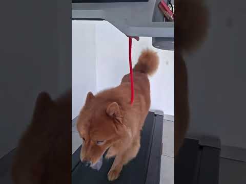Vídeo de Simba
