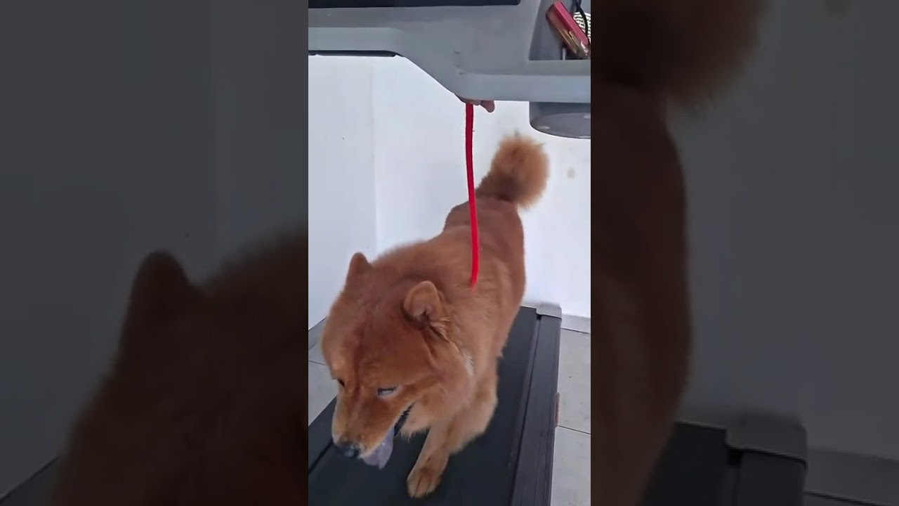 Cachorro raça Chow Chow idade 4 anos nome Simba