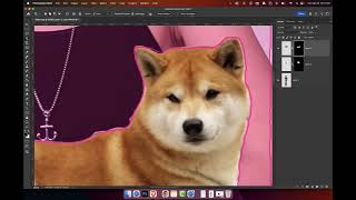 cause for paws
