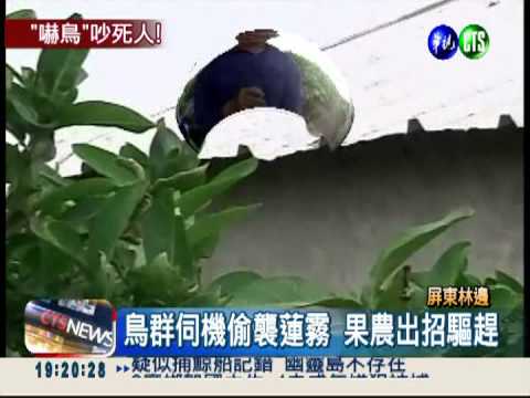 警報器.擴音機趕鳥 吵鄰睡不著