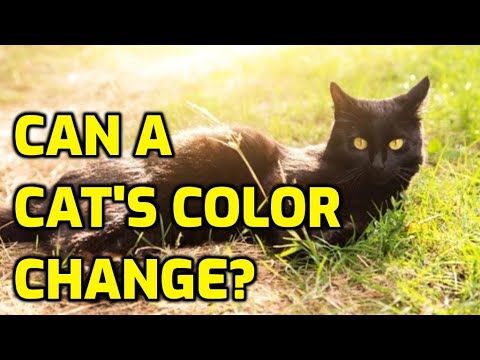 Why Is My Cat's Coat Changing Color?