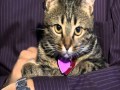 Cats Gone Wild 28665 Cats Gone Wild 28665