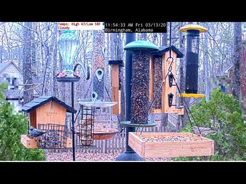 Birmingham Alabama  bird feeders