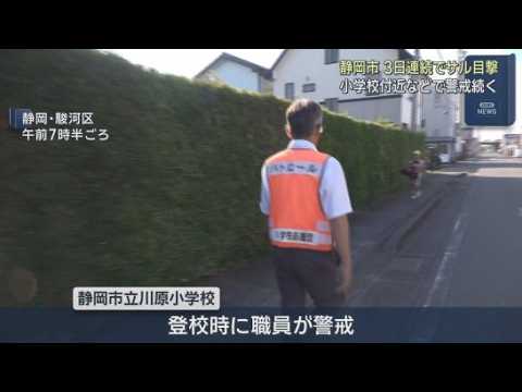 YouTube Video 「早く捕まえてもらいたい」３日連続でサルが目撃された静岡市　小学校の登校時に警察がパトロール