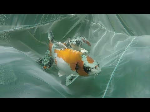 My Koi Breeding Project - Part 1 - Meet the Parents.....