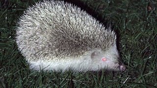 Albino Hedgehog