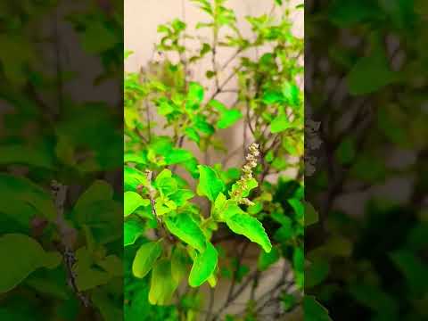 Nature###TulsiMata##Manjari##Vide###