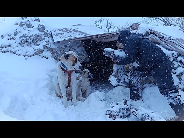 Trapped in a Snowstorm ❄️ Building a Stone Shelter to Survive the Night | No Talking (Nature ASMR) SDDEFAULT Thumbnail