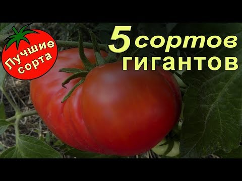 Урожайные семена томатов - гигантов. (лучшие сорта томатов)