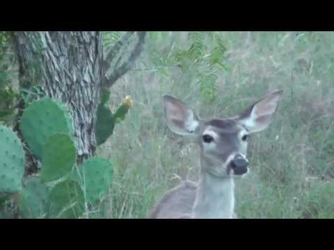 Tribute To Deer Hunting - What PETA does not see