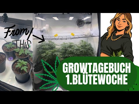 Endlich Blütezeit 😍 | Mein Growtagebuch von der Blüte bis Ernte 🌱