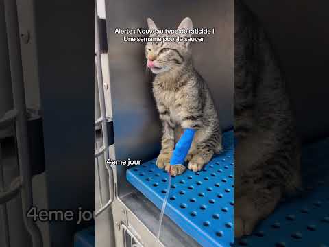 Le seul raticide neutotoxique,autorisé en Europe: le L'alpha chloralose. Attention #cat #veterinaire