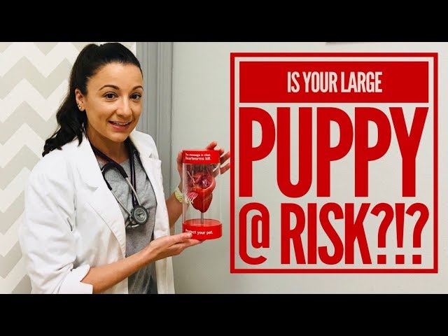 Heartworm Prevention Tips For Large Breed Puppies